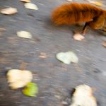 Po parku Skaryszewskim wiewiórki wściekle szybko galopowały przez pole widzenia